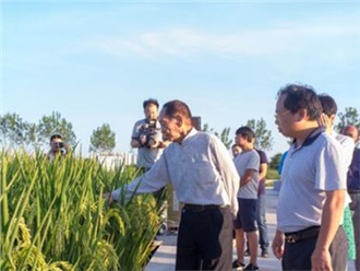 用海水稻“治愈”鹽堿地，世界糧食日致敬袁隆平